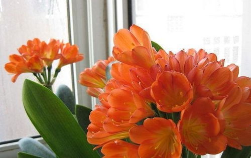 火鹤花颈高，如何巧妙修剪