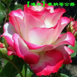 花量大：满树繁花， 美不胜收