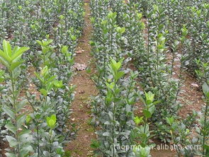 冬青切枝生产要点