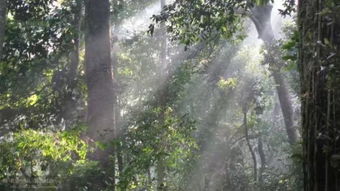 蛇根木盛产于热带雨林，花色斑斓