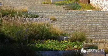 多样性的观赏草， 丰富景观色彩