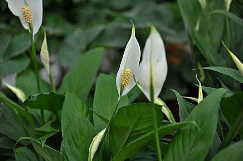 百合花的环保功效揭秘：空气净化与甲醛吸附力解析