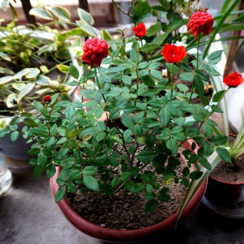 合理浇水：水要浇得刚刚好