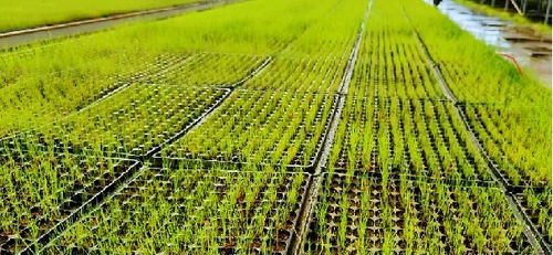 速生草种，生态平衡的考量