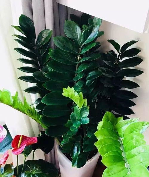 浇水不是技术是艺术：我的养花心得