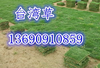 草皮每方重多少斤？