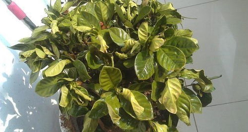 栀子花核心：花瓣密不透水