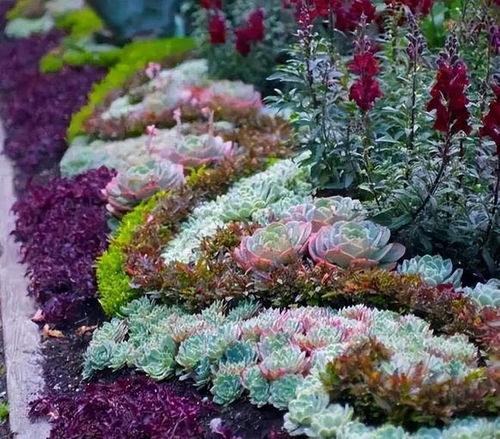 花草品种大集合，kan这里