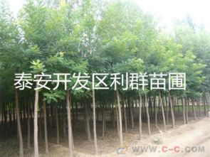 国槐小苗，春季还是秋季移栽？