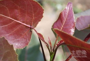 红叶杨叶子变红之谜