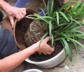 换盆后多久才能施肥，避免植物生长不良