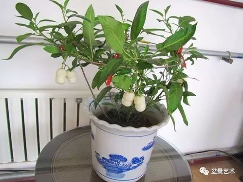 人参浇水：室内盆栽人参如何掌握浇水量