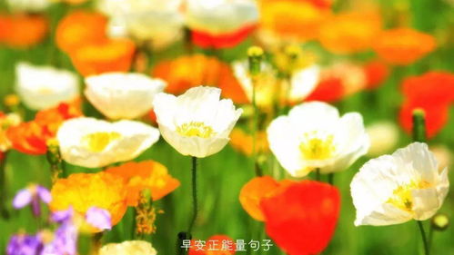 草本花45天速成法，播种半年没动静，是哪里出了问题？