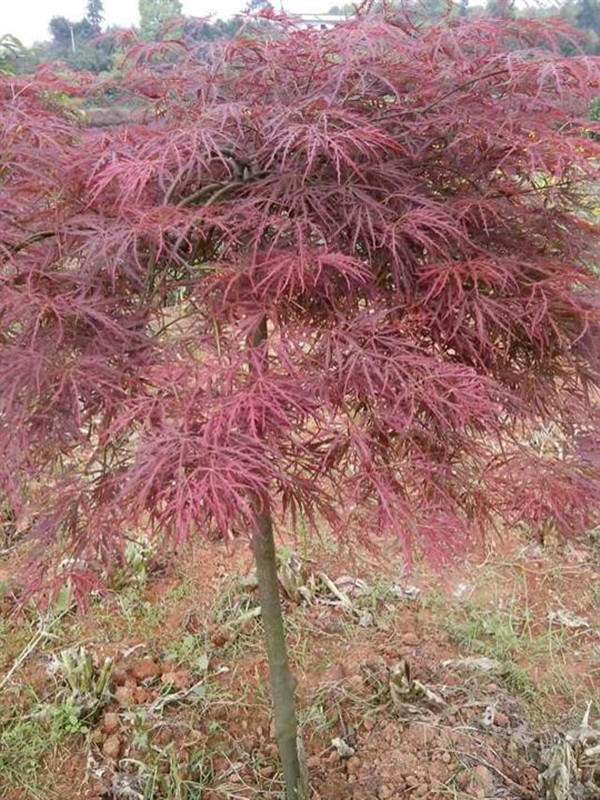 羽毛枫叶子打蔫之谜，缺水还是其他？