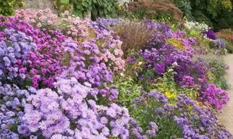 当然这类植物的香气， 吸引住的远远地不仅大家，也有一些讨人喜欢的虫类，好像蝴蝶、蜜峰也会寻着香气引来滞留在它的周边开展赏析。