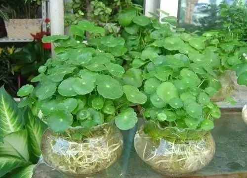 铜钱草水培繁殖，了解其基本方法和注意事项
