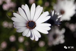 白花花朵的奥秘，你了解多少？