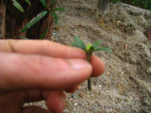 罗汉松能嫁接什么树？这几种嫁接方法很实用