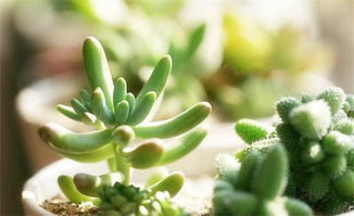 浇水小技巧：水水水，不要太多