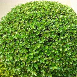 温江出售， 精品苗子