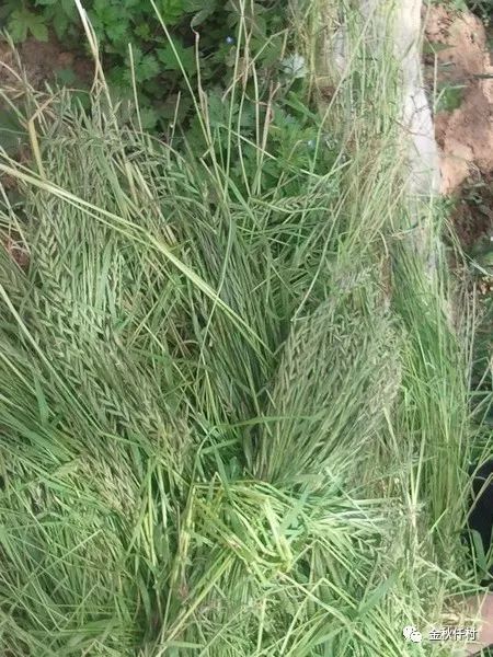 麦田里的杂草品种大全， 揭秘常见杂草种类