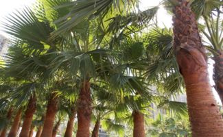 传说中的三年两米高的棕树，是真是假？