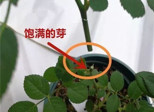 红雪花打顶技巧，修剪方法一步到位！