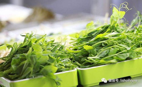 佛手瓜：春天的温柔呵护