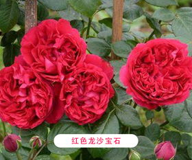 月季花怎么养？家庭养护有哪些技巧