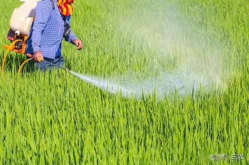 甲维盐无效，怎么办？揭秘科学配比与选择时机