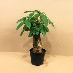 浇水后叶片持续脱落？赶紧处理