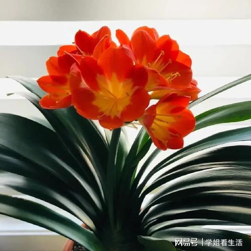 君子兰寓意吉祥，象征风水