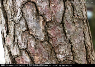 学习的旅程：从叶子到森林