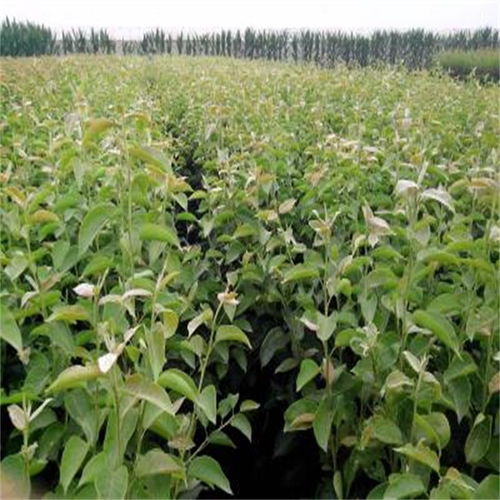 种植技巧也要掌握