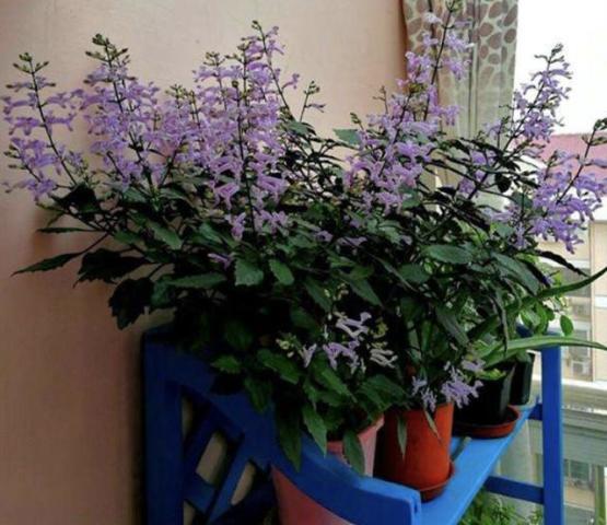 烈香茶花养护攻略：轻松养出爆红花朵！