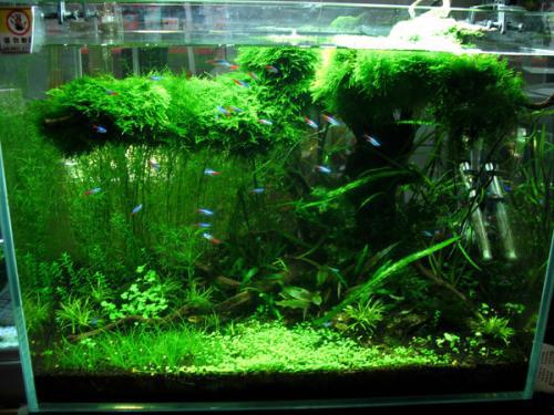 如何利用沉木和松皮石新手布置鱼缸，鱼缸造景需要哪些材料与技巧？