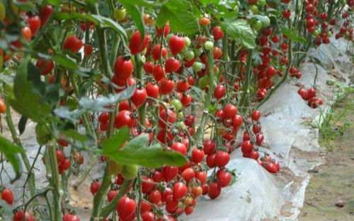 1. 樱桃：夏日里的红色宝石