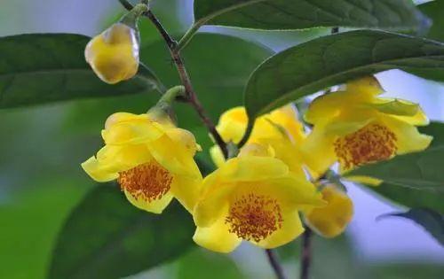 揭秘南瓜粉的神奇制造：花卉界的创新工艺！