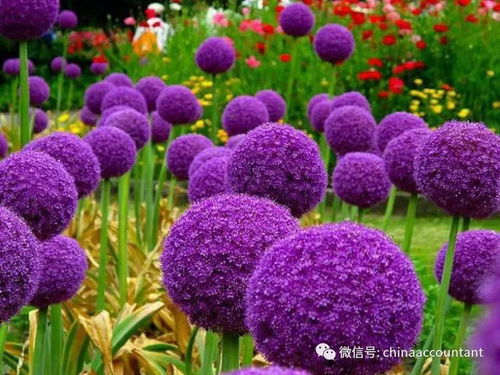 农科院花色研究的蕞新动态