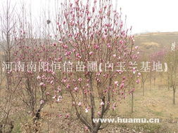 移栽技巧：让植株安稳扎根