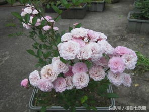 月季种植小常识：土壤与介质的秘密