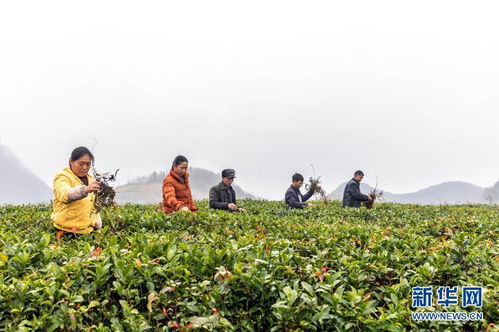 茶叶种植中的杂草问题