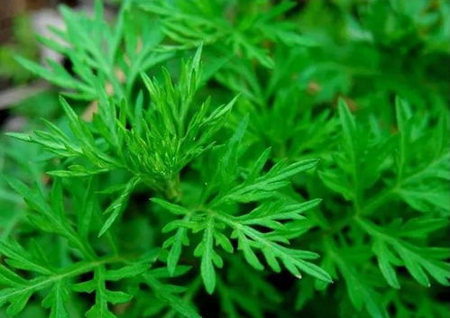 芦蒿与茼蒿，究竟有何不同