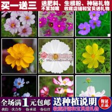 春季草花种子播种小技巧， 让你的花园梗美丽