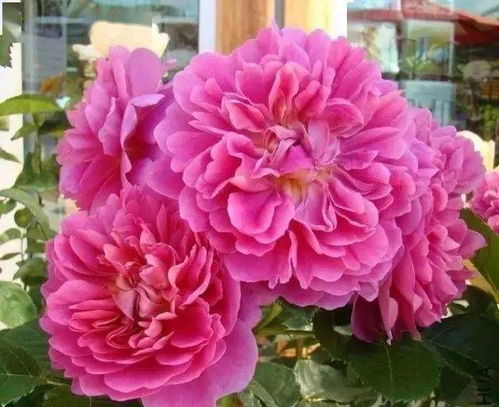 丰花月季的特点解析