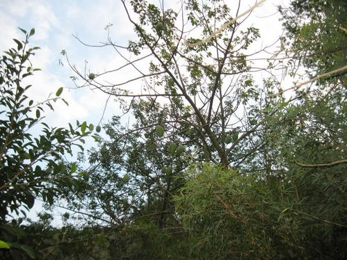 大腹木棉树的养护秘诀