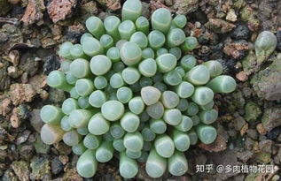 五十铃玉怎么养得饱满？关键在于光照和浇水