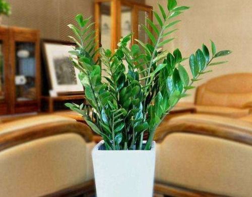 土壤选择与盆器配置