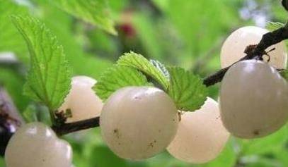 白玉樱桃功效揭秘，这样吃效果更佳