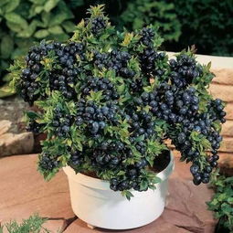 蓝莓适合在花盆中种植吗？需要注意哪些养护要点